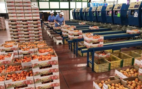 Acomodadores, reciben los pocos tomates que llegan a un supermercado.