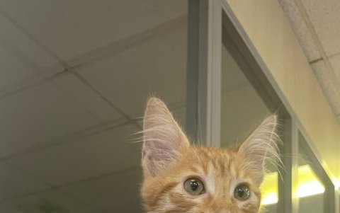 Su primer día de trabajo en la oficina.