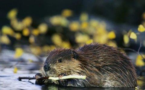 Los castores cavan sus madrigueras en las orillas de ríos y lagos.