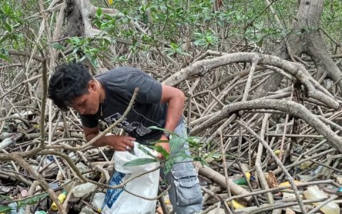 Los desechos quedan enredados en medio del manglar, en su mayoría botellas plásticas.