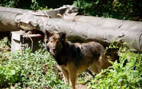 Muchos de los perros de Chernóbil encuentran refugio en edificios abandonados o zonas en construcción dentro de la zona de exclusión nuclear.