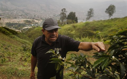 Plantaciones. Desde la montaña más alta de la aldea Potreritos, hay áreas para el cultivo..