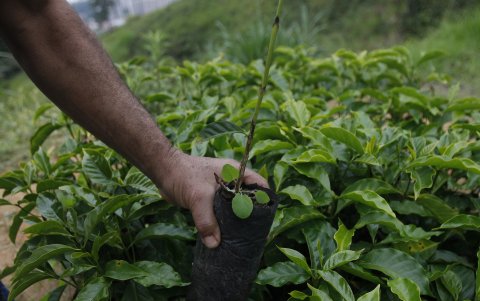 Aceptación. El producto tiene gran demanda y eso ayuda a los campesinos.