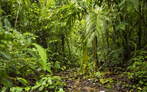 La intención de Silvia Dan es restaurar la Amazonia Europea