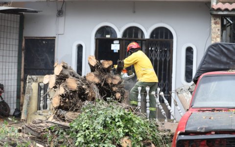 Uno de los árboles que se cayó causó daños materiales en la 12 y la K.