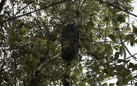Luminaria. El foco de luz queda casi perdido en medio de la copa de un árbol, que requiere mantenimiento.