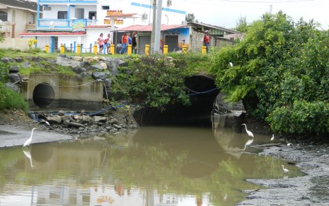 En una zona de playas se forma un esterillo que contamina al mar