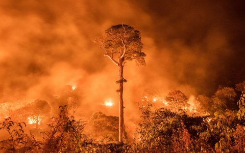 Los incendios forestales son la segunda causa de la pérdida de bosques en el mundo.