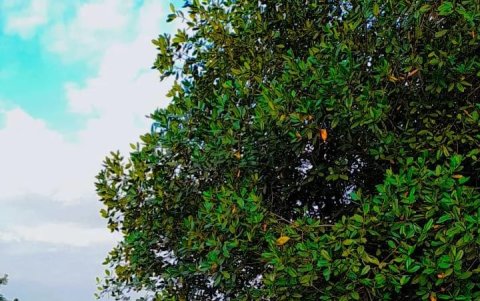 Mariana Sáenz está orgullosa de su hijo practique, aunque a veces tiene que rebuscárselas vendiendo empanadas, para poder costear los $ 10 semanales que Christopher gasta en pasaje para ir a entrenar.