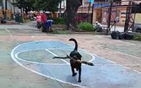 A la labor comunitaria se unió también 'Lolo', la mascota del barrio.