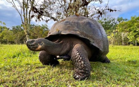 Las Tortugas Gigantes se encuentran en diferentes reservas de las islas para su cuidado y protección.