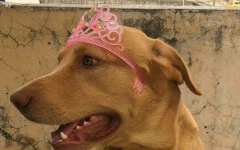 Situación. Príncipe, aunque presentó malestar, sobrevivió al tóxico.