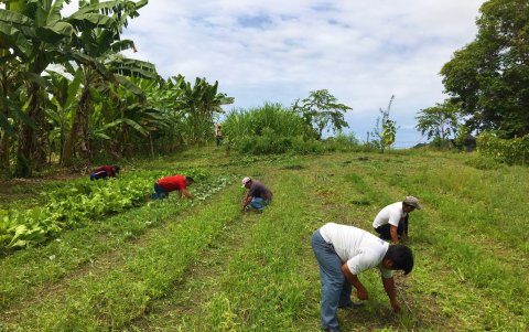 Campo.- Personas trabajando en la agricultura.