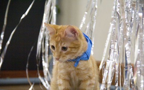 El integrante felino de la familia Granasa.