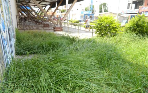 Cerca del mercado de Playas, así está la maleza. Enorme y espesa, sin nadie que logre podarla.
