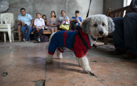 Vista de un perro disfrazado en la iglesia Santa María Magdalena, durante la celebración de las festividades en honor a San Lázaro, en Masaya (Nicaragua).