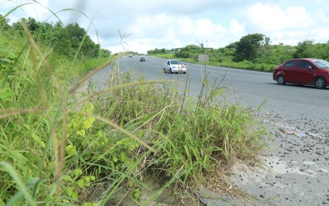 Realidad. El monte del parterre, en diferentes tramos, abunda.