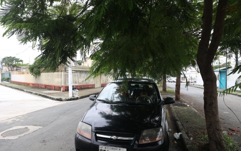 La ramas de los árboles han crecido. Los residente han pedido la poda de los arbustos, pero no han tenido respuesta.