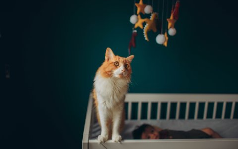 En algunos países de renta alta, a más de uno de cada diez niños se le diagnostican alergias alimentarias.