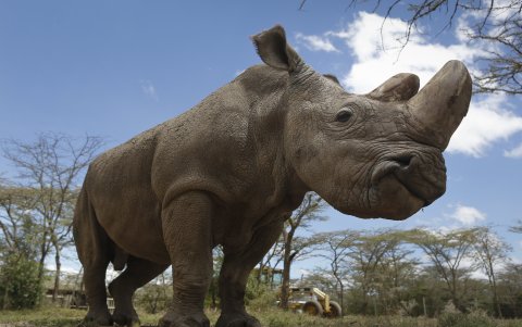 Imagen de archivo del rinoceronte Sudán.