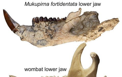 Científicos australianos hallaron los fósiles de una rara zarigüeya y un extraño pariente de wómbat.