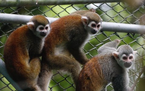 Tres monos ardilla fueron registrados el pasado 24 de marzo en el Centro de Valoración y Atención de Fauna Silvestre San Emigdio, en Palmira (Valle del Cauca, Colombia).