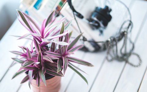 Las plantas son muy buenas para dividir espacios.