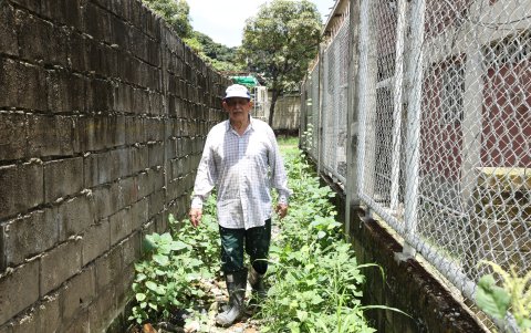 La maleza crece por todos lados, lo que genera la proliferación de mosquitos.