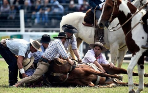 Los equinos tiene que ser controlados por varios jinetes. Todos los años son varios los caballos que mueren en el ruedo.
