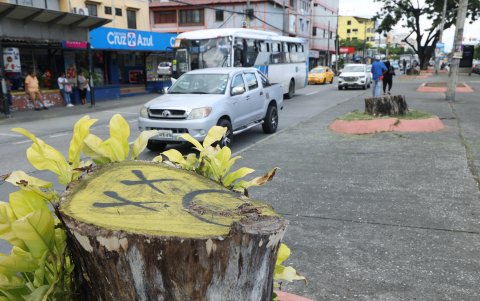 Efecto. Alguien se ha encargado de dibujar rostros tristes en los secos troncos.