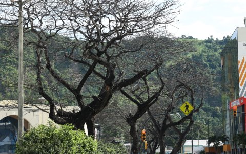 Estado. Moradores piden atención en torno a estos árboles, ubicados entre el centro comercial Albán Borja y la Universidad Casa Grande.