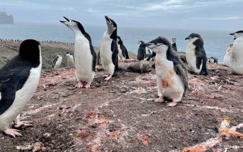 Zona de nidificación de pingüinos barbijo en la colonia de Vapour Col, Isla Decepción.