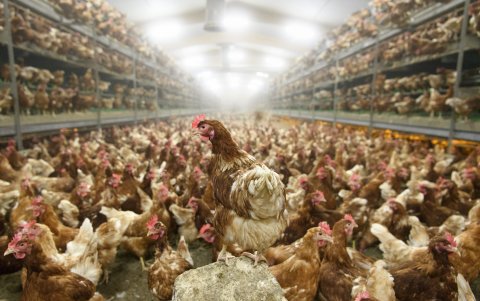 Vista de gallinas en una granja avícola.