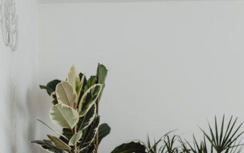 Las hembras tardan un poco más en establecer su jerarquía.