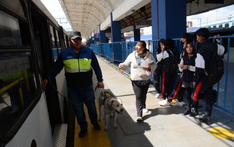 Equipo. Los canes de la patrulla K9 fueron adoptados de las estaciones del Trole y la Ecovía.