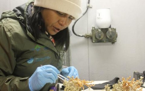 Una científica observa a detalle parte del coral, extraído para las investigaciones.