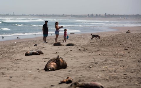 Fotografía de lobos marinos muertos en la playa La Liserilla, el 4 de abril de 2023, en Arica, región de Arica y Parinacota (Chile).