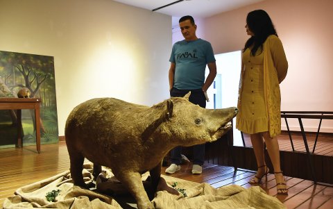 Un par de personas observa a una de las piezas más importantes de esta muestra, un ejemplar disecado de tapir.
