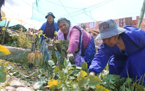 Mujeres aimaras cosechan algunos de los productos que cultivan varios de los productos que el huerto urbano 'Awicha', produce bajo sus cuidados.