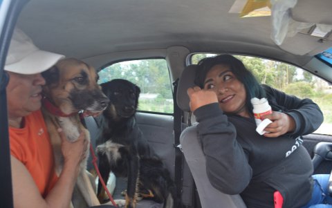 La conductora del taxi, Macarena Freire, ofrece a los canes que utilizan su servicio, croquetas.