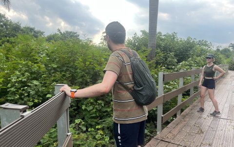 Necesidad. Las barandas también se han caído, lo que expone al visitante al manglar.