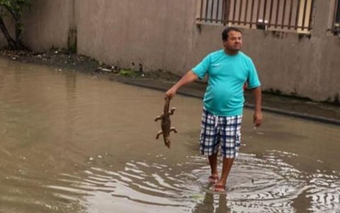 La comunidad advierte sobre la llegada de lagartos y otros animales por cuenta de las inundaciones.