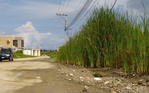 La maleza en algunos puntos de Costa de Oro llega a medir dos metros.