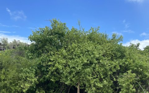 Algunas playas cuentan con pequeñas cuevas hechas con la vegetación que hay alrededor, estas son ideales para cubrirse del sol