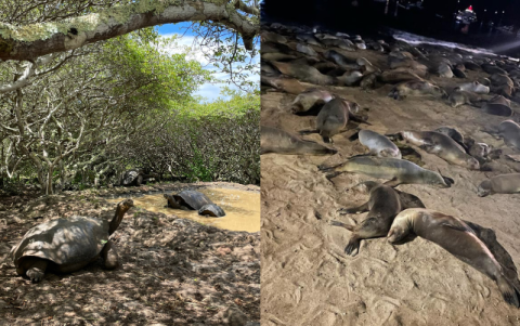 Las tortugas, los lobos marinos, las iguanas marinas, cangrejos, peces y una cantidad innumerable de aves son algunos de los animales que encontrarás en Galápagos
