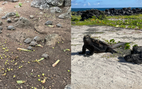 La fruta del manzanillo puede ser mortal para los humanos, pero de eso se alimentan varios animales.