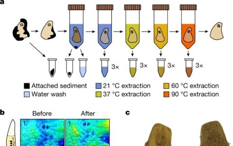 Nueva técnica que permite extraer el ADN antiguo de humanos que han manipulado objetos de hueso.