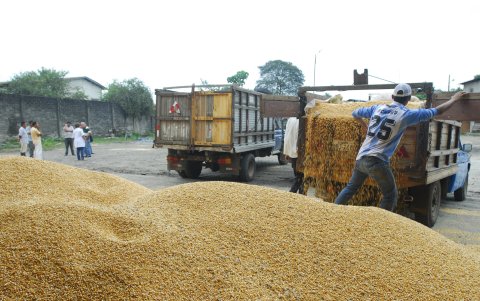 Cosecha. La provincia de Los Ríos es una de la más grande productora del grano del Ecuador.