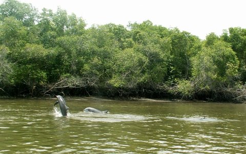 Avistamiento de delfines en Puerto El Morro.