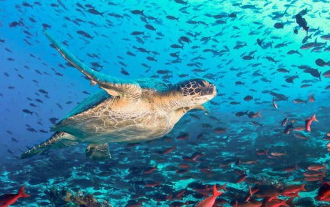 Especies en su hábitat dentro de la islas Galápagos.